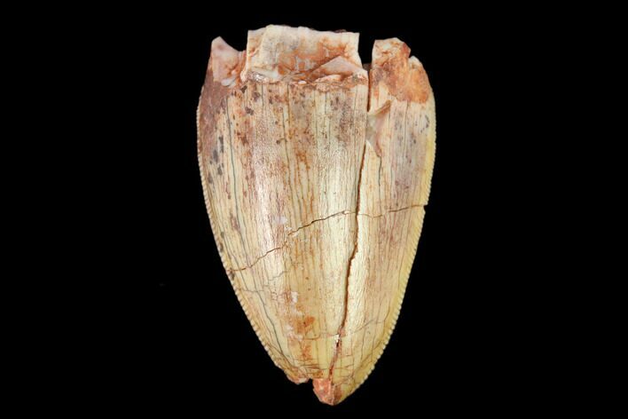 Serrated, Fossil Phytosaur (Redondasaurus) Tooth - New Mexico #133300